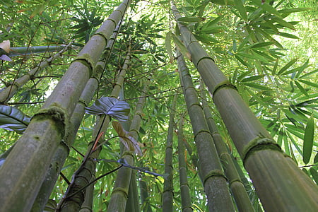 low angle photo of bamboo trees thumbnail