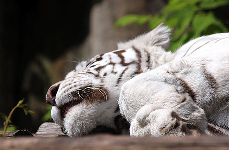 white tiger thumbnail
