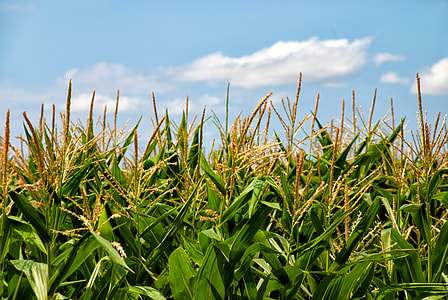low-angle photo of corn field under blue sky during daytime thumbnail
