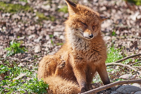 fennec fox thumbnail