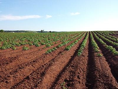 green plants on ranch thumbnail