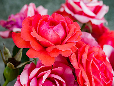 red rose flower thumbnail