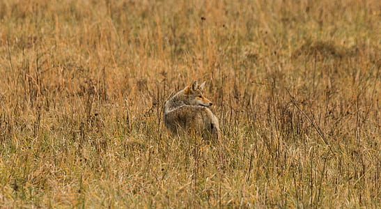 shallow focus photography of brown fox thumbnail