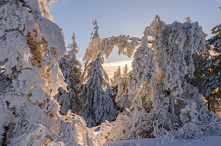 landscape photography of snow covered trees thumbnail