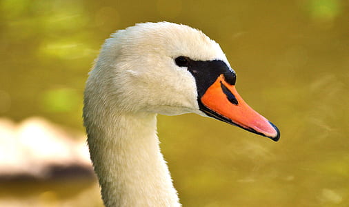 shallow focus photo of swan thumbnail