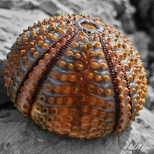 orange and blue sea urchin thumbnail