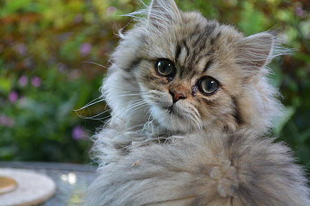 gray main coon cat thumbnail