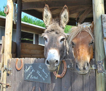 two gray and brown donkey in barn thumbnail