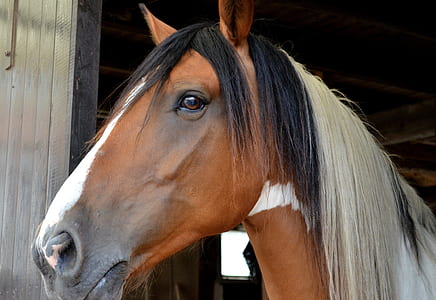 brown, black, and beige horse during daytime thumbnail