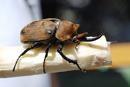 brown beetle perching on stick thumbnail