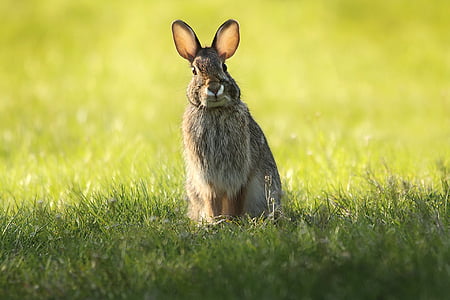 brown rabbit on grass field during daytime thumbnail