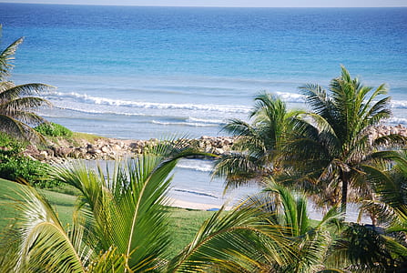 palm tree near beach thumbnail
