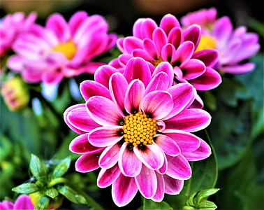 closeup photography of pinkish white flowers thumbnail