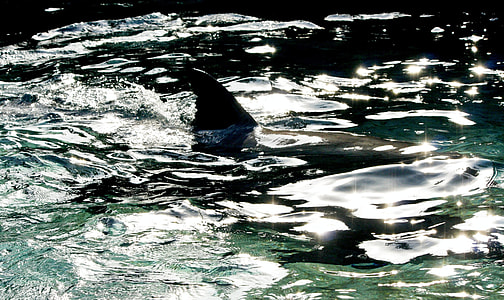 shark on water thumbnail