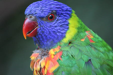 blue and green bird thumbnail