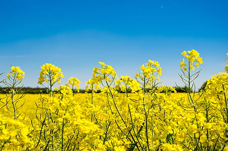 close-up photo of yellow petaled flowers under blue sky thumbnail