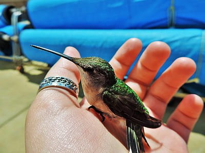 bird on person's left palm thumbnail