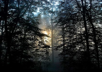 landscape and silhouette photography of trees during golden hour thumbnail
