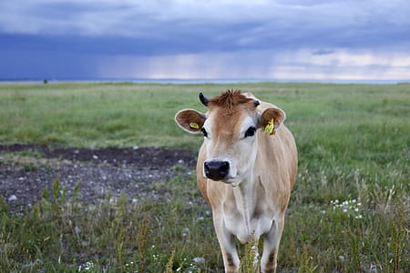 Selective Focus of Cow Photo thumbnail