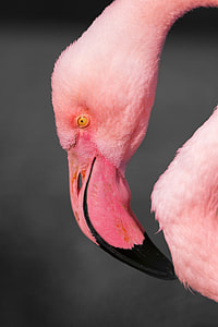 focus photograpy of Flamingo thumbnail