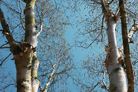 Birch trees thumbnail