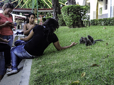 Callitrichidae in the Universidade Católica do Salvador, Brazil thumbnail