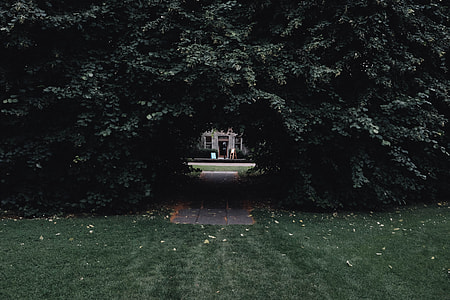 view of house from behind tree thumbnail