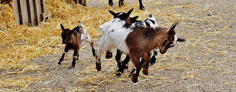 three white and brown kid goats thumbnail