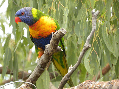 Rainbow Lorikeet thumbnail