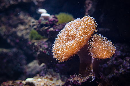 brown anemones closeup photography thumbnail