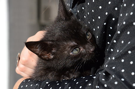 person hugging black kitten thumbnail