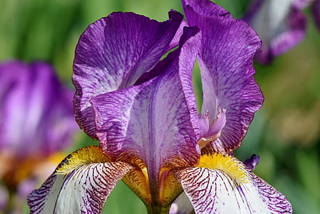 closeup photography of purple tall bearded iris flower thumbnail