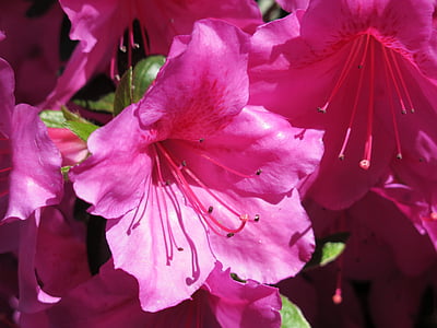 pink azalea flowers in close-up photography thumbnail