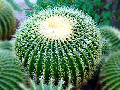 nature, garden, blur, plants thumbnail