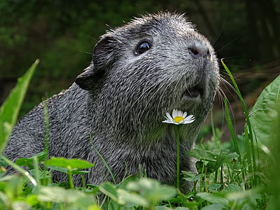 selective focus photography of guinea pig on green grass at daytime thumbnail