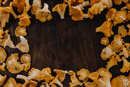 Picking mushrooms chantarelle in the woods thumbnail