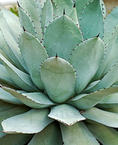 closeup photo of a green succulent plant thumbnail
