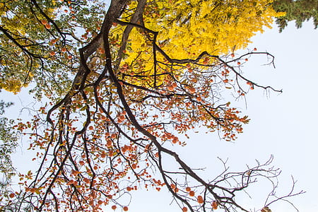nature, sunny, branches, tree thumbnail