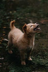 long-coated fawn puppy standing on moss covered ground in selective focus photography thumbnail
