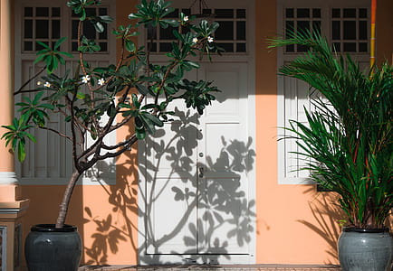flower potted plant outside house door thumbnail