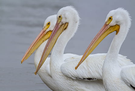 white birds at body of water thumbnail