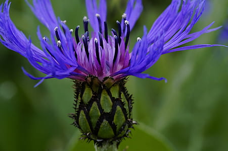 macro photography of blue cornflower thumbnail