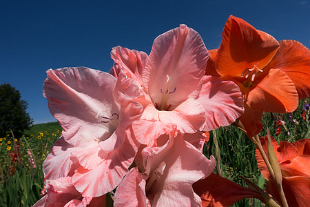 Gladiolus, Sword Flower thumbnail