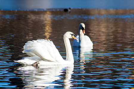 two white swan thumbnail