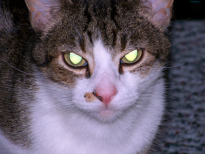 short-coated gray and white cat thumbnail
