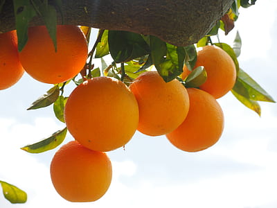 orange fruits during daytime thumbnail