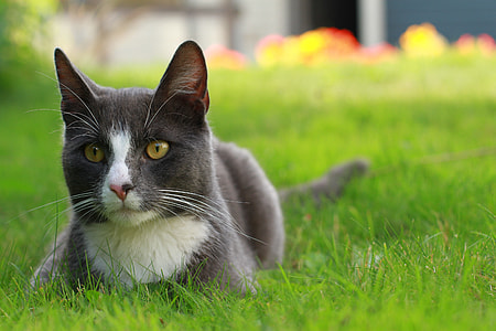 selective focus photo of black and white bicolor cat thumbnail