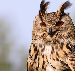 photo beige and black owl thumbnail