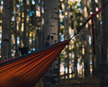 orange and blue hammock near gray tree thumbnail