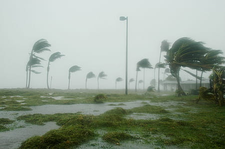 green leaf trees during storm thumbnail